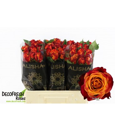 Rose Atomic en 60 cm