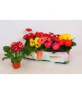 Gerbera open air pot de 12