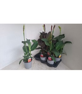 Canna pot de 17 h 90 cm mix