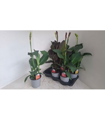 Canna pot de 17