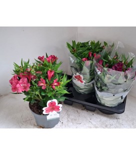 Alstromeria Ø 19 