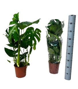 Monstera Deliciosa Ø 21 h 80