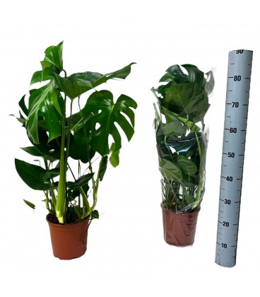 Monstera Deliciosa Ø21 h 80