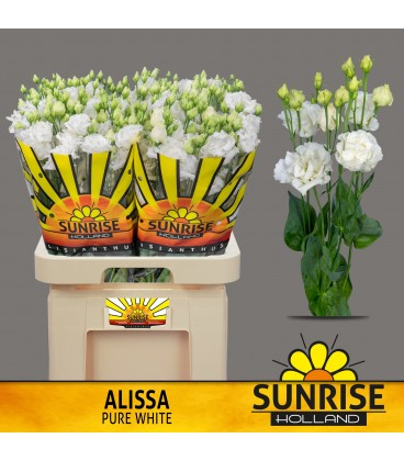 Lisianthus allissa Pur White