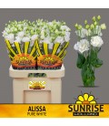 Lisianthus allissa Pur White 70 cm
