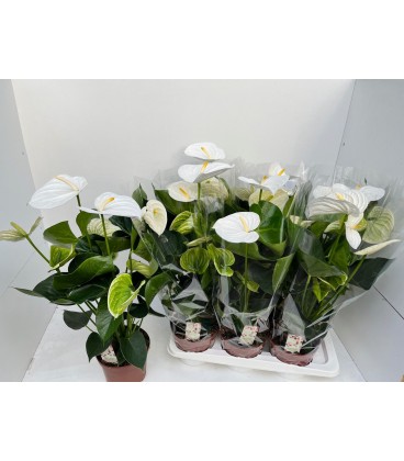 Anthurium Alpine Ø 17