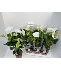 Anthurium Alpine Ø 17
