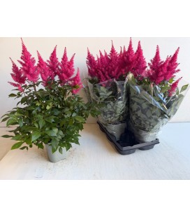 Astilbe pot de 14 h 60