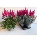 Astilbe pot de 14 h 60