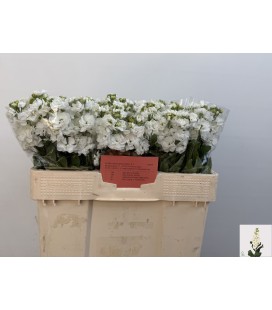 Giroflée Aida Blanche 55 cm