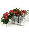 Anthurium Minnesota Ø 17
