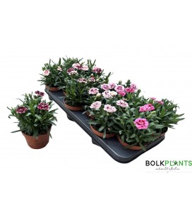 Oeillet mix pot de 10