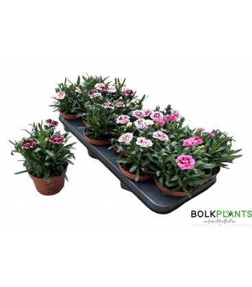 Oeillet mix pot de 12