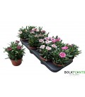 Oeillet mix pot de 12
