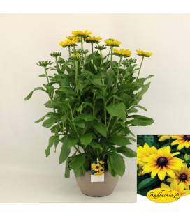 Rudbeckia Sunbeck mix Ø 27 h 70