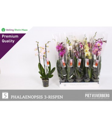 Phalaeno pot de 12  H80