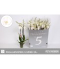 Phalaenopsis blanc Ø 12 h 4 b 80 cm