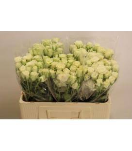 Rose Branchue Snowflake 50 cm