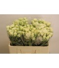 Rose Branchue Snowflake 50 cm