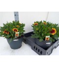 Gaillarde Red Ø 23