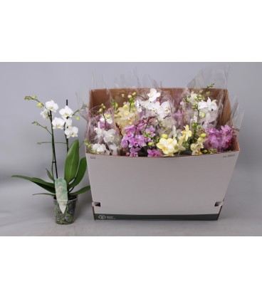 Phalaenopsis MF Mix 5 coul Ø 12h55