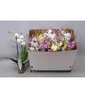 Phalaenopsis MF Mix Ø 12h55 