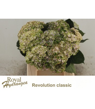 Hortensia mag Rev cl 40 cm