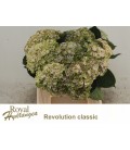 Hortensia mag Rev cl 40 cm