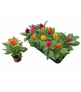 Celosie plume pot de 10.5