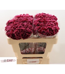 Oeillet Nobles Burgundy x 20