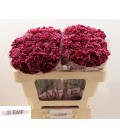Oeillet Nobles Burgundy x 20