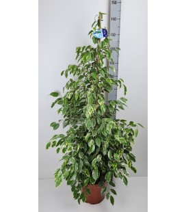 Ficus Be Golden king pot de 27 h135