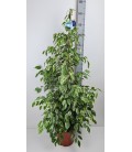 Ficus Be Golden king pot de 27 H150