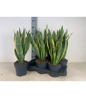 Sanseveria Laurentii pot de 19 h 80
