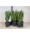 Sanseveria Laurentii pot de 19 h 80