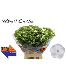 Phlox White 70 cm