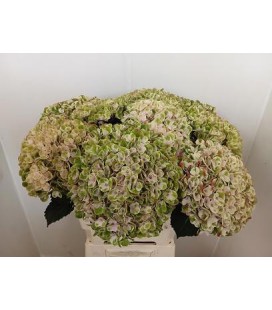 Hortensia Mag Revelation cla 60 cm