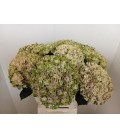 Hortensia Mag Revelation cla 60 cm