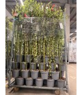 Salix Caprea kilmar tige 120 pot 23