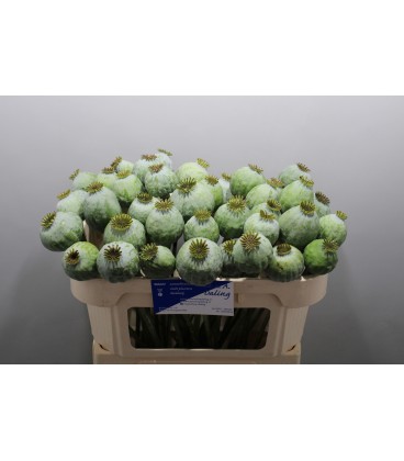 Papaver Som Zaddozen 65 cm