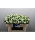 Papaver Som Zaddozen 65 cm