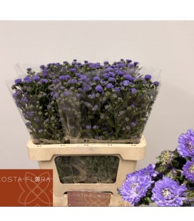 Aster Astee baby blu 70 cm