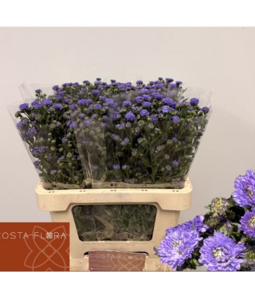 Aster Astee baby blu 70 cm