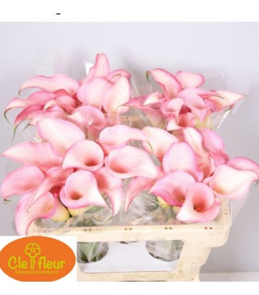 Calla Pink Design 50 cm