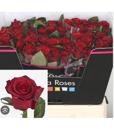 Rose Red Tacazzi 60 cm