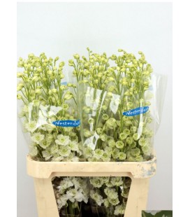 Delphinium DU Kis Whi Ker 90 cm