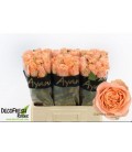 Rose Charming Reeva 60 cm