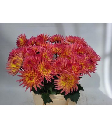 Dahlia Karma Sangria 70 cm