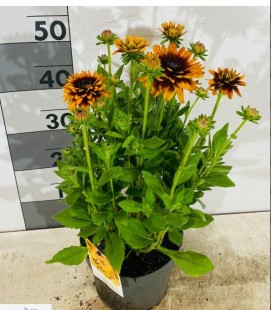 Rudbekia Rudy fire Ø 22 h 50