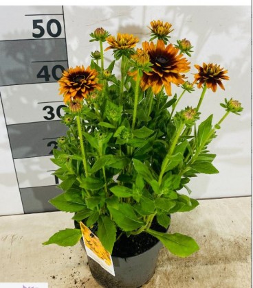 Rudbekia Rudy fire Ø 22 h 50
